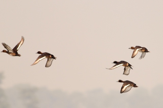 Ferruginous Duck - in flight