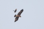 Greater spotted eagle chased by Black Drongo